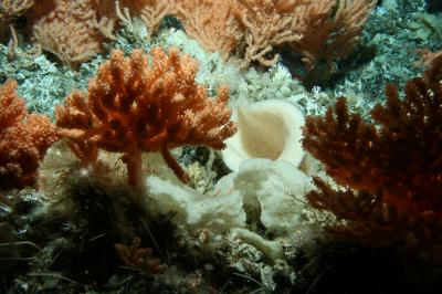 geografi lingkungan: Seamount, Gunung bawah laut